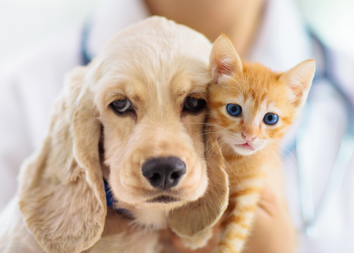 forms-southeast-vet-labs